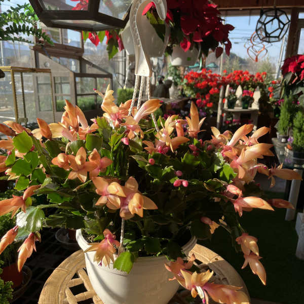 Potted Christmas cactus with peach-orange blooms in a white hanging pot