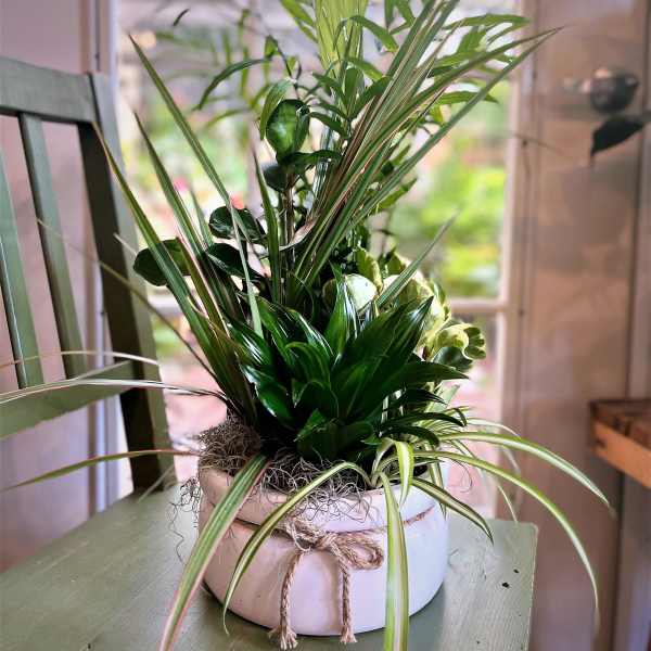 Potted green houseplant arrangement in a white ceramic container