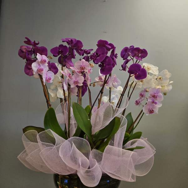 Orchid Garden