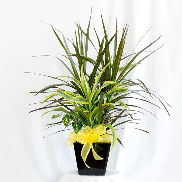 Potted dracaena plant with a yellow ribbon in a black container