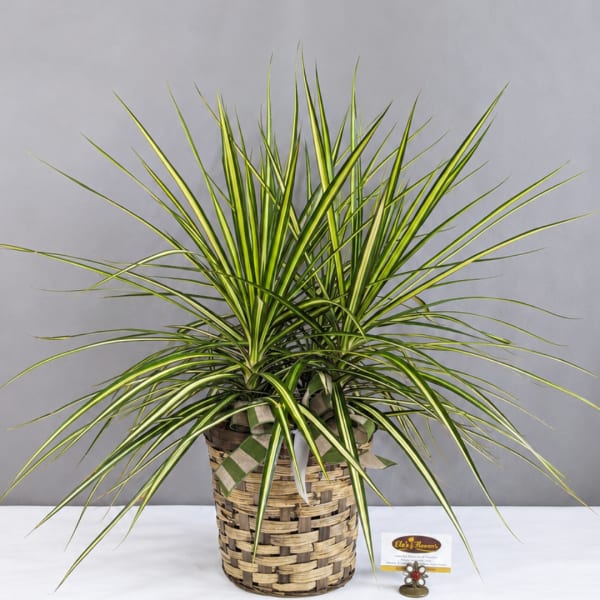 Potted variegated dracaena in a woven basket planter