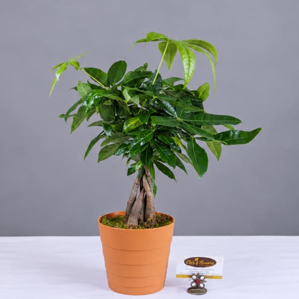 Potted money tree plant in an orange container