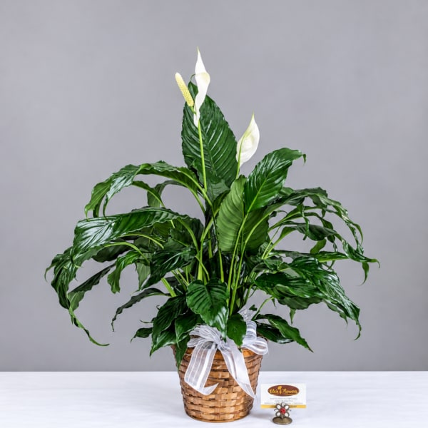 Potted peace lily in a woven basket with a white ribbon
