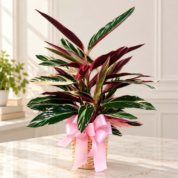 Potted tropical plant with variegated leaves in a wicker basket tied with a pink ribbon