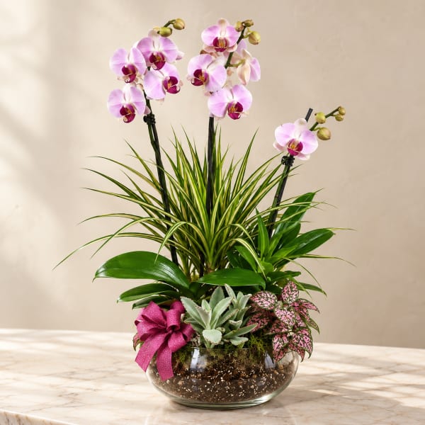 Orchid and succulent arrangement in a glass bowl with a pink ribbon