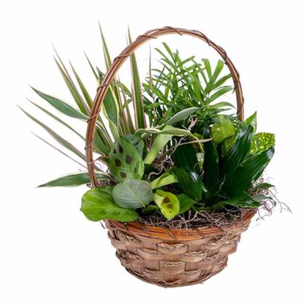 Green Plant Dish Garden Medium