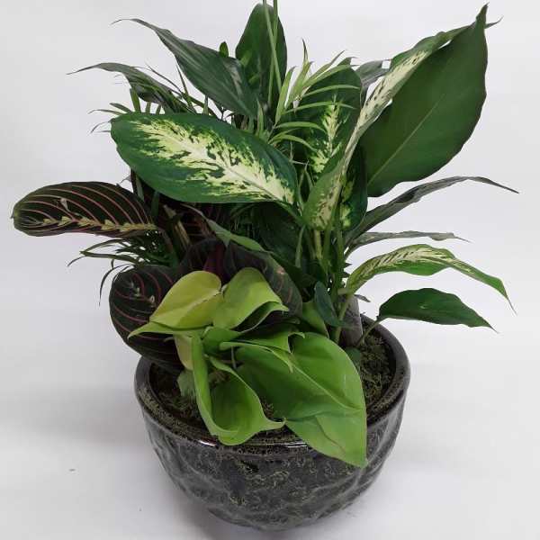 Potted green houseplant arrangement with a white peace lily bloom