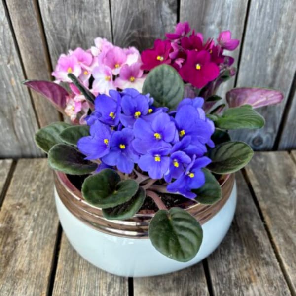 Potted African violets in purple, pink, and white blooms
