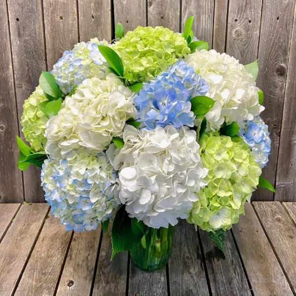 Bouquet of white, blue, and green hydrangeas in a glass vase