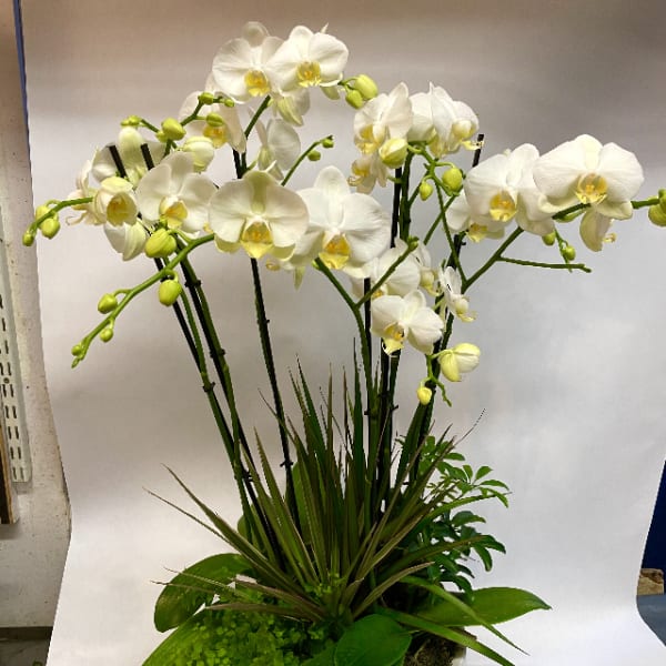 White orchid arrangement in a white ceramic pot