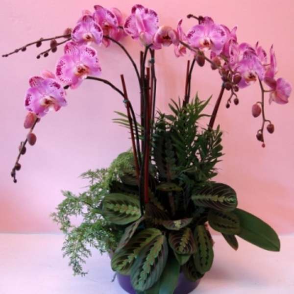 Grand Phalaenopsis Orchid Garden