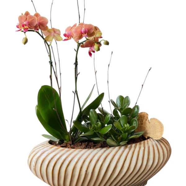 Orchid and succulent arrangement in a striped ceramic bowl