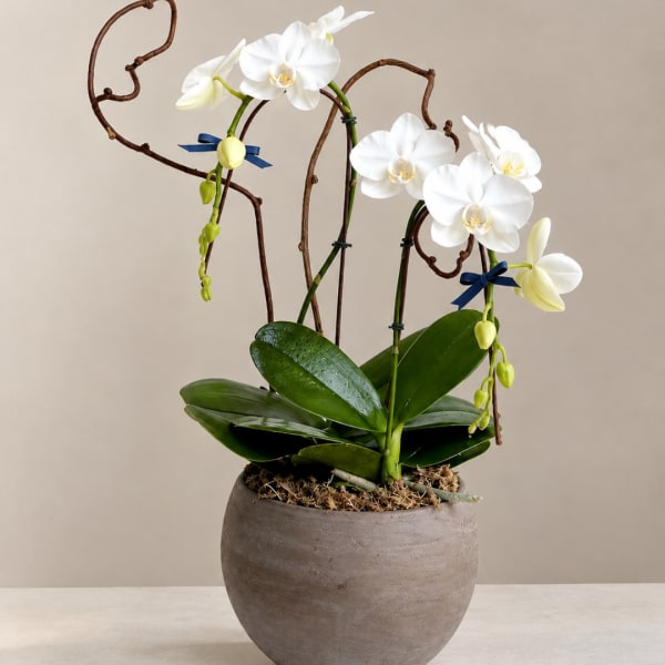White orchids in a round ceramic pot with decorative branches