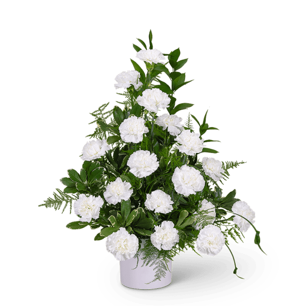 White carnations arranged in a white vase with green foliage