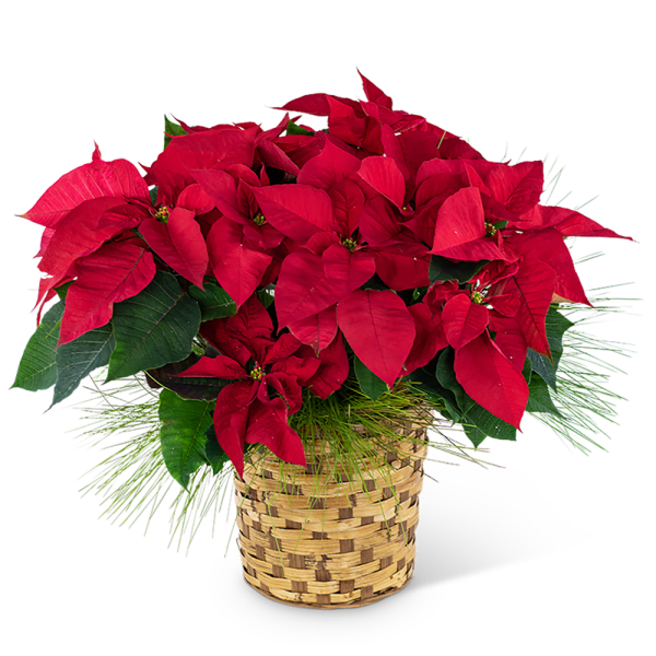 Red Poinsettia Basket