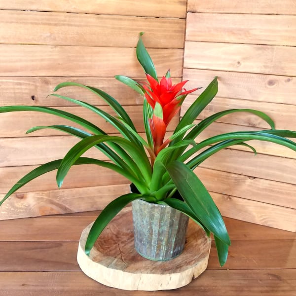 Potted red bromeliad plant with arching green leaves on a wooden slab