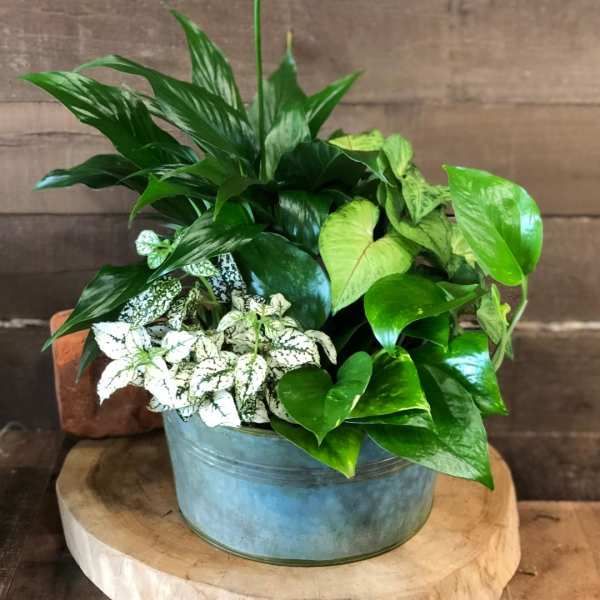 Potted peace lily with mixed green foliage and white blooms