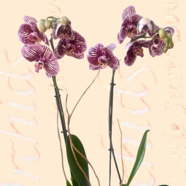 Potted purple-and-white orchids in a clear glass vase