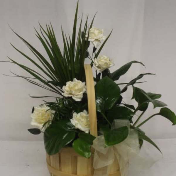 White carnations in a woven basket with dark green foliage and a ribbon bow
