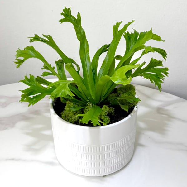 Green potted plant in a white ceramic container