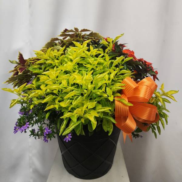 Mixed potted plant arrangement with an orange ribbon bow in a black container