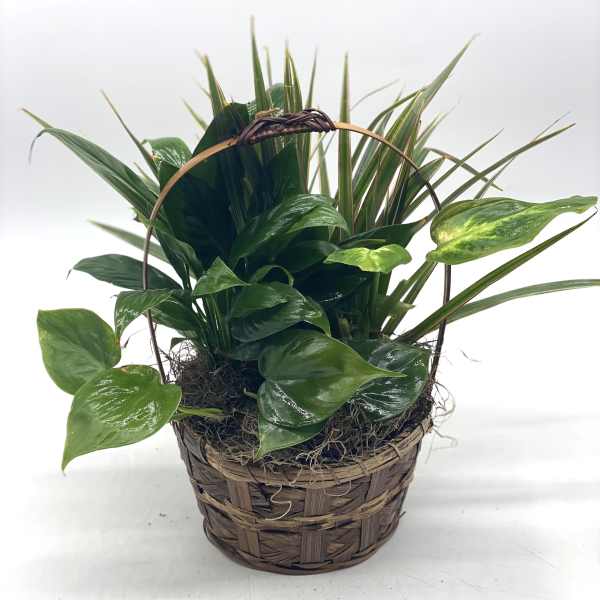 Basket planter with assorted green houseplants