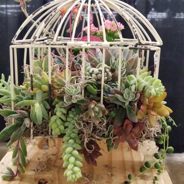 Succulent arrangement in a white birdcage planter