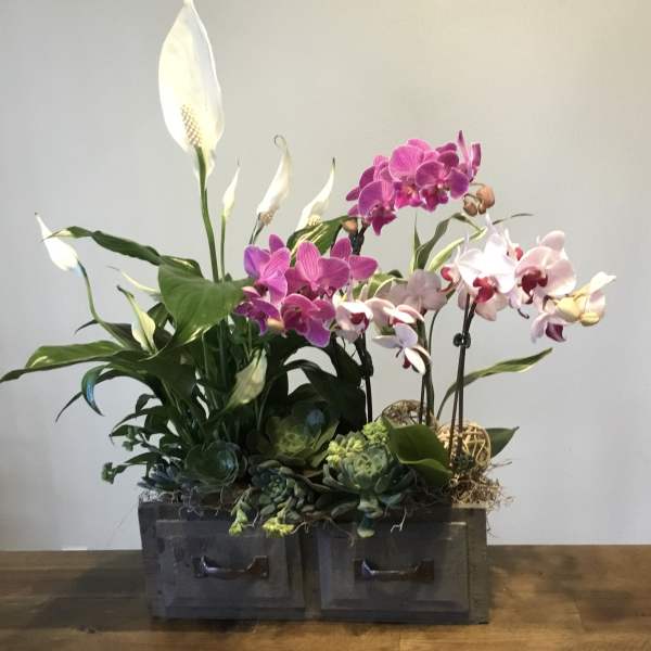 Orchid and peace lily arrangement in a dark wooden box planter