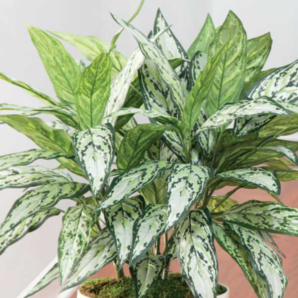 Silver Queen Plant