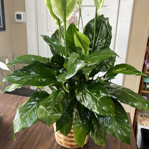 Potted peace lily with glossy green leaves and white spathes in a woven basket