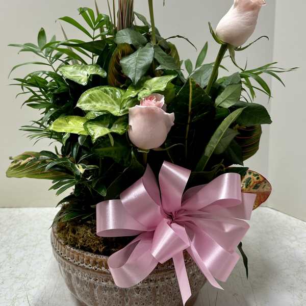 Potted arrangement with pale pink roses and a large pink ribbon