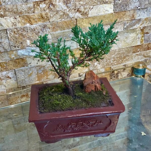 Small bonsai tree in a rectangular planter on a glass table
