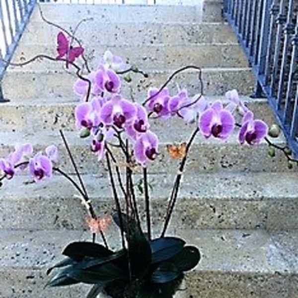 Tall lavender phalaenopsis orchid plant with multiple stems in a white pot with butterfly accents