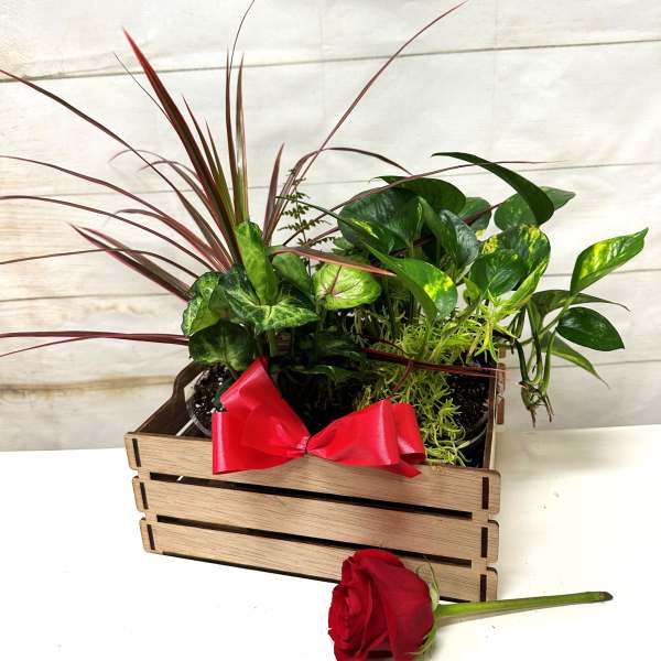 Wooden crate planter with assorted green plants and red bow, with a single red rose lying in front.