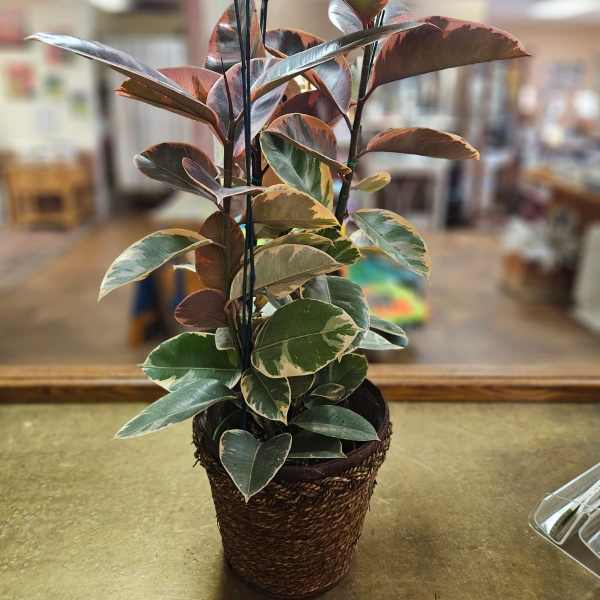 Potted variegated houseplant with green and pink leaves in a woven basket