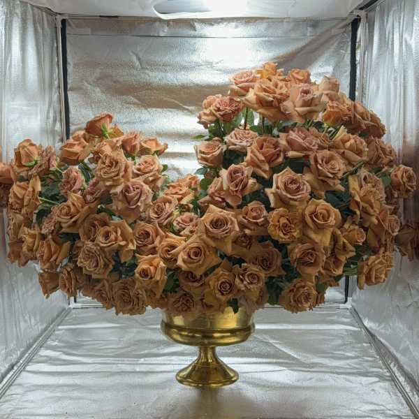 Large peach rose arrangement in a gold pedestal vase