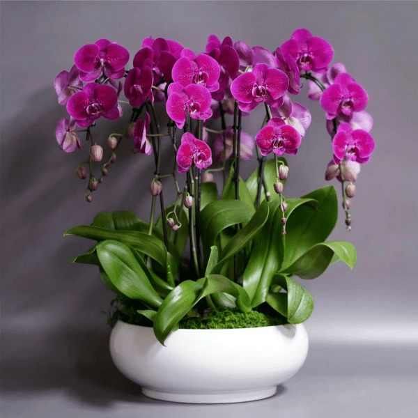 The Majesty- Large orchid arrangement (Free delivery in Miami)