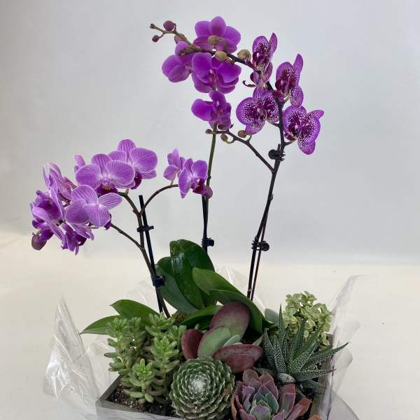 Violet Oasis