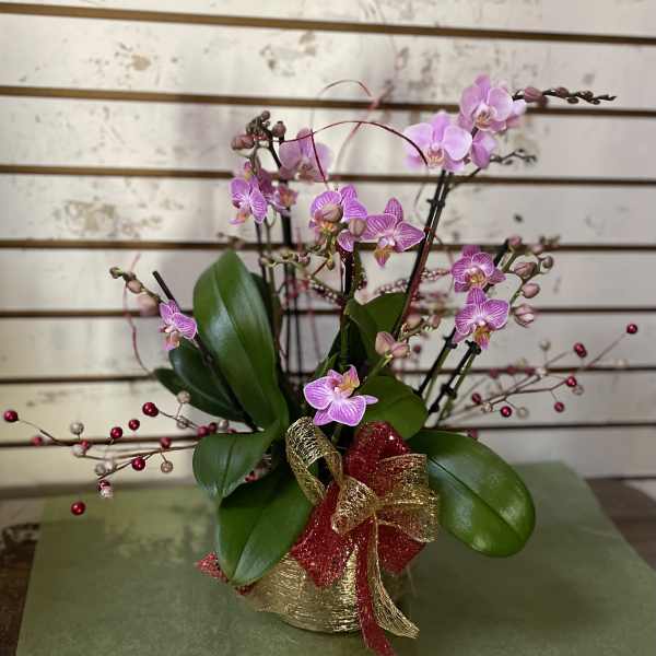 Pink orchids in a gold pot with a red and gold bow