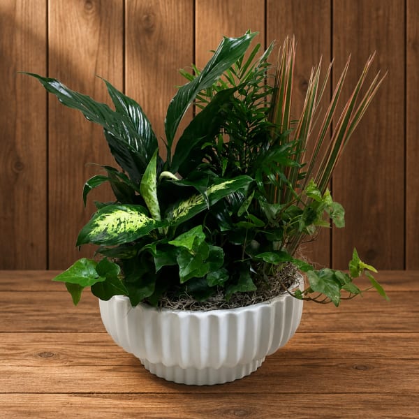 Mixed green houseplants arranged in a white ceramic bowl planter