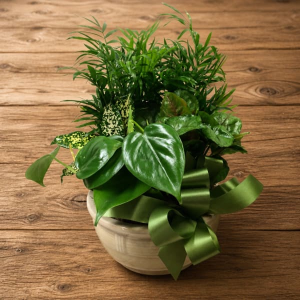 Potted green houseplant arrangement in a ceramic bowl with a ribbon