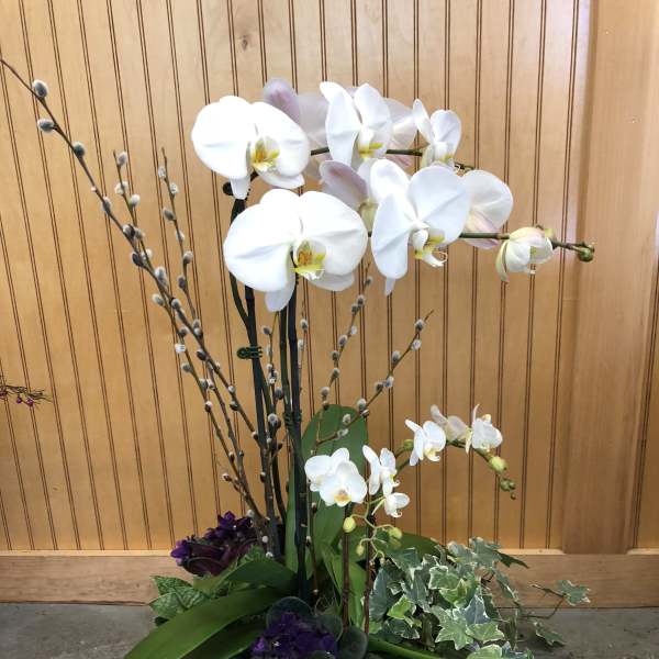 White orchids arranged in a low white bowl with purple flowers and ivy