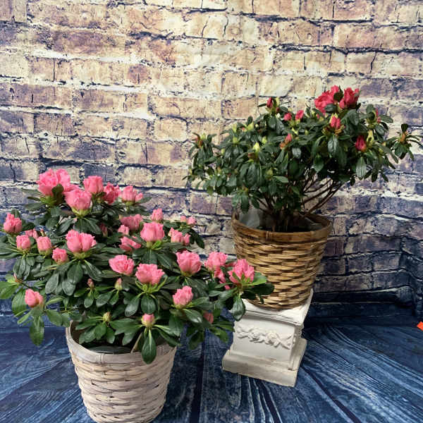 Two potted pink flowering plants in woven baskets
