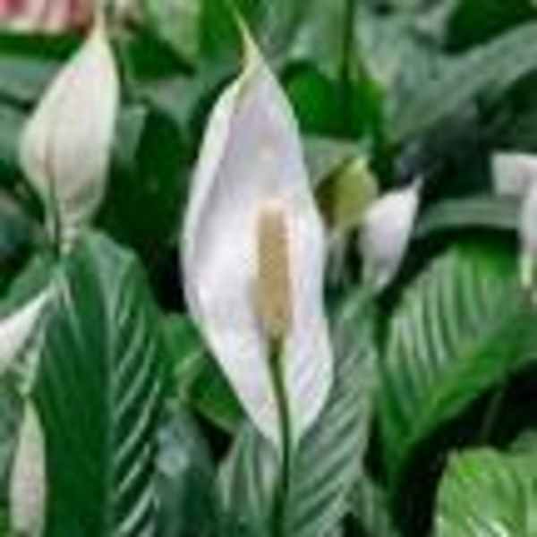 White peace lily blooms among dark green leaves