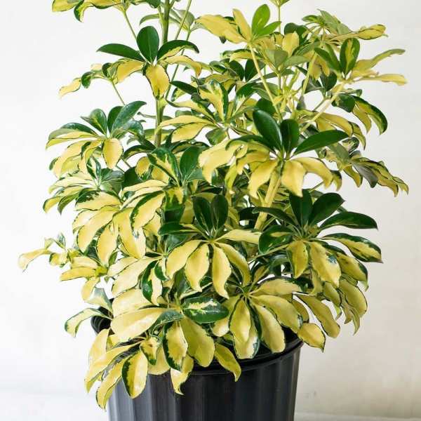 Variegated potted plant with yellow and green leaves in a black nursery pot