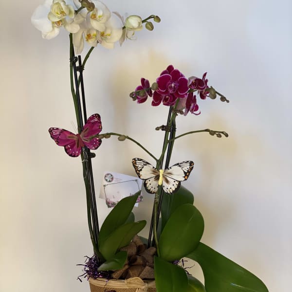 Two orchid plants in a woven basket with decorative butterflies