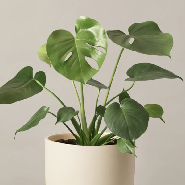 Potted monstera plant with large split green leaves in a cream pot