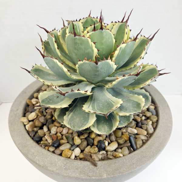 Potted succulent with variegated green leaves in a shallow round planter