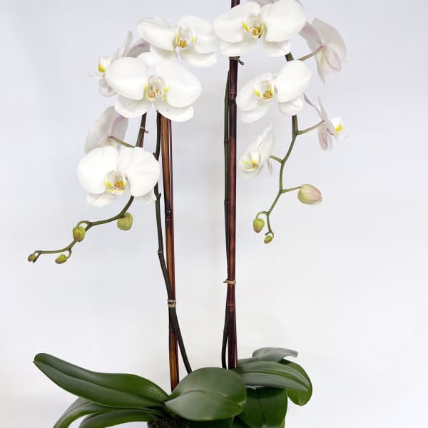 White orchid plant in a black pot with tall support stakes