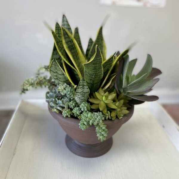 Succulent garden
